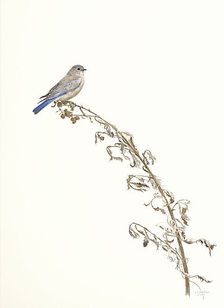 "Thistle Stop" ( click to enlarge )