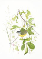 "Late Summer" ( click to enlarge )