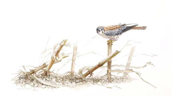 "Windswept" ( Click to enlarge )